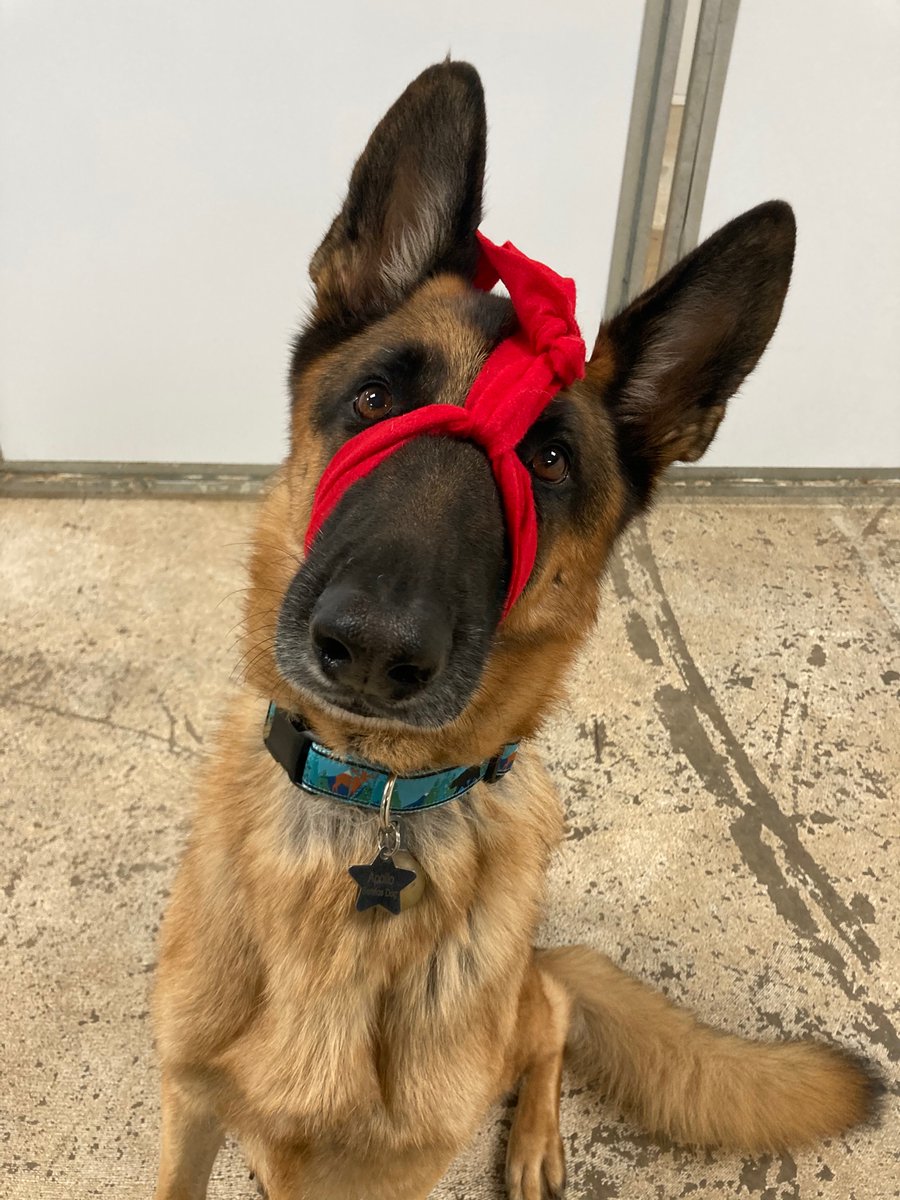 KartesSounds's tweet photo. When I’m not doing sound related things, I work part time with dogs. Officially trained in CPR, first aid, and Pet Saver technique! I brought Apollo as my dog dummy for the course so I got a picture of my muzzle technique on him. #LovingPets #SavingPets #ApolloTheGSD https://t.co/OXyWSzpav8