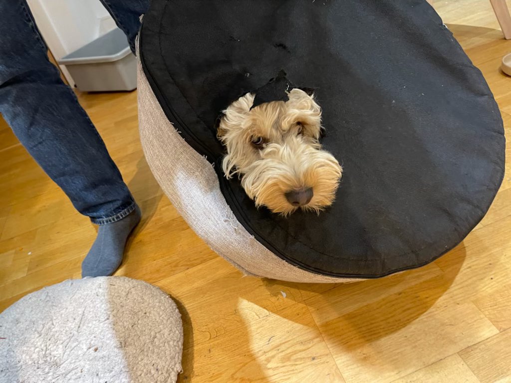 Day 129. Humans - this is only circumstantial evidence, I’m not guilty. Yes there is a huge hole in my bed. Yes there is ripped foam everywhere. Yes that is MY HEAD poking through. But you can’t prove I did it. Just investigating the scene... nothing to see here. #dogsoftwitter