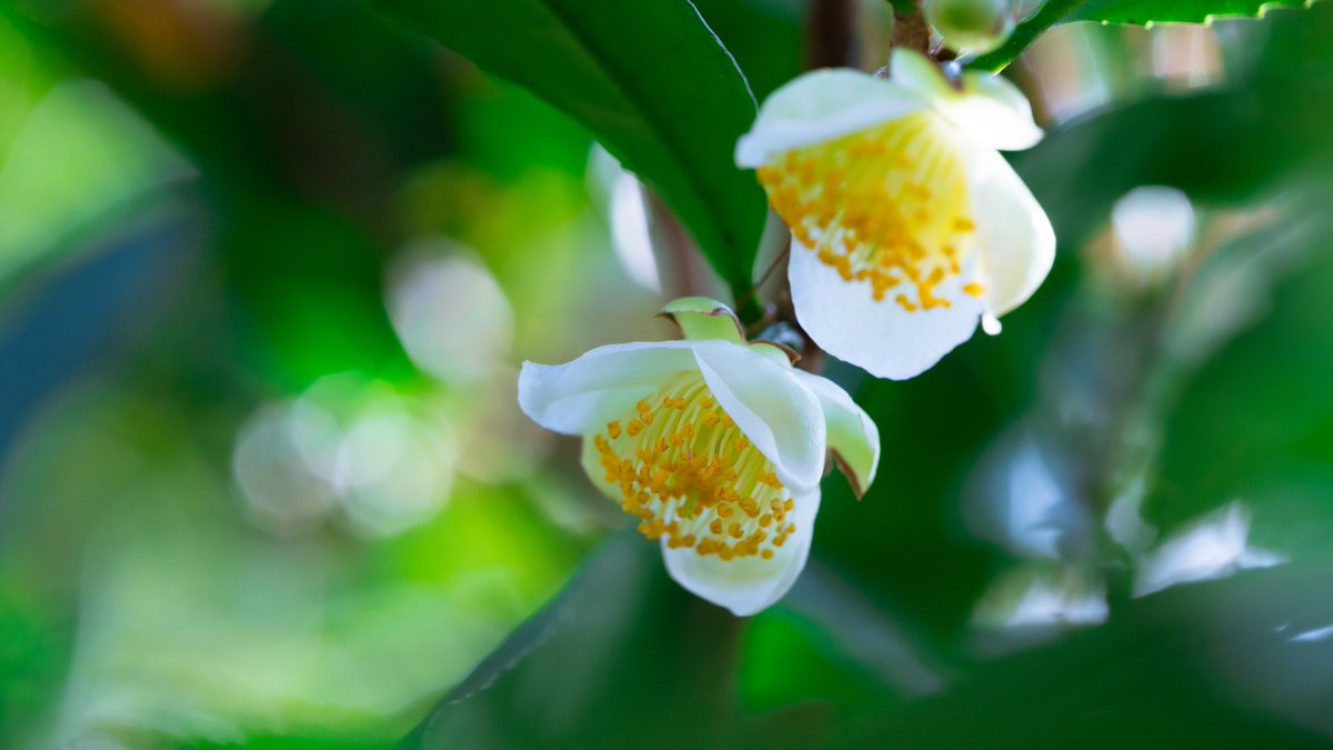 Takao アッサムチャ アッサムチャの花が咲いていました インド北東部 ミャンマー ベトナム 中国南部原産 日本のチャの木に比べると大きく 葉も大きいです 野生のものは樹高8mにもなります 発酵茶向きで紅茶 プーアル茶に使われ チャイ用の茶葉にも