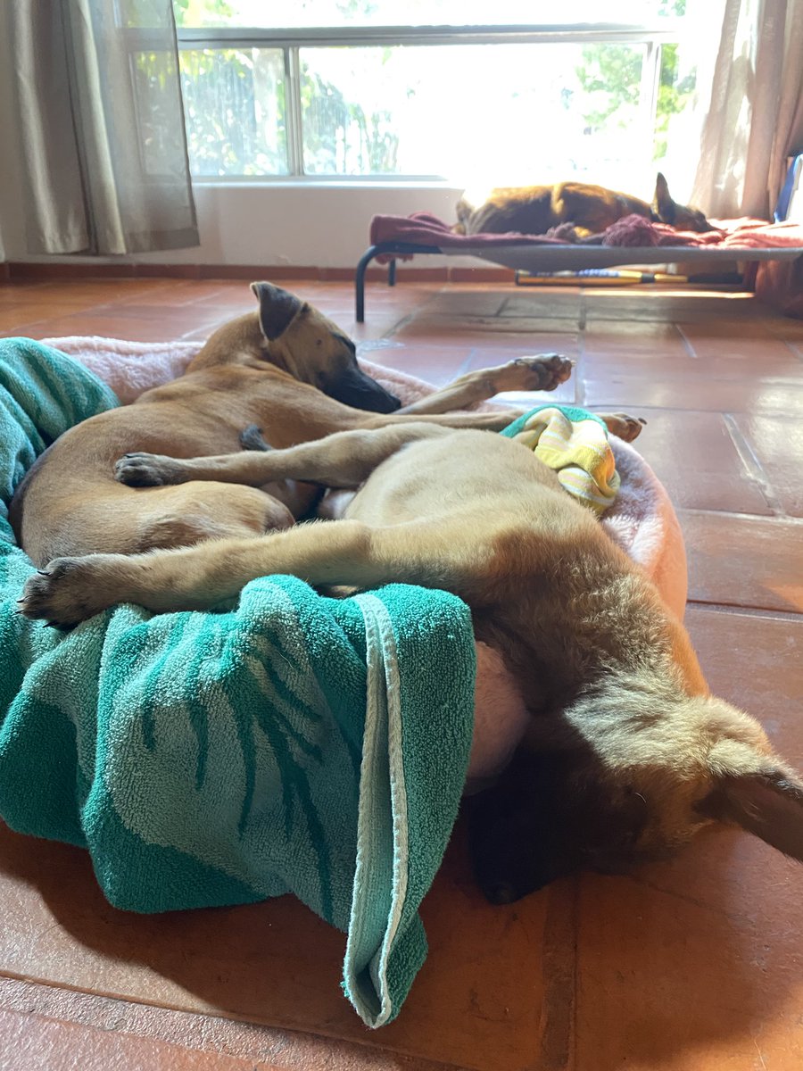 K9Falo's tweet photo. Sun Day, Sunday #napsfordays #nachopuppy #fridabean #k9falo #retiredlife https://t.co/lsM1z7hxpo