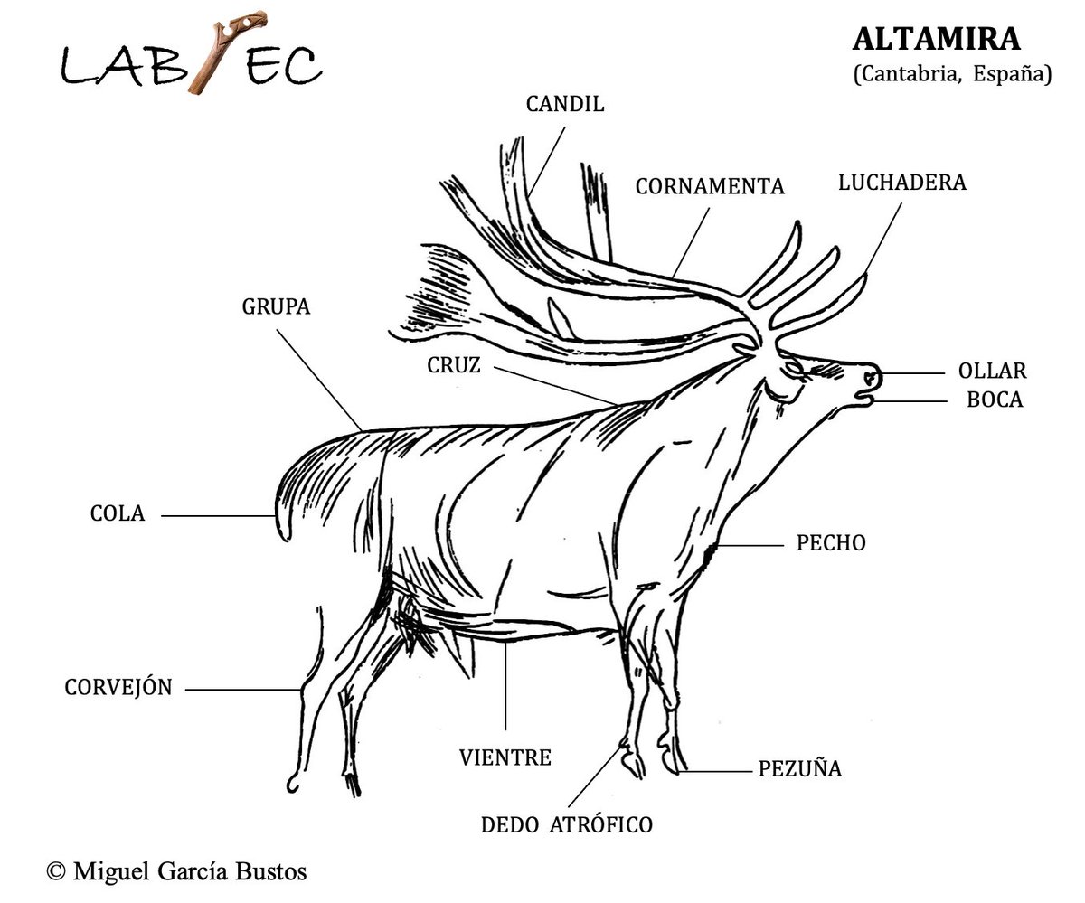 El Cervus elaphus es fácil de confundir con cualquier otro Cervidae, como el gamo o el reno . La principal diferencia se encuentra en sus astas. En el caso del ciervo se tratan de cornamentas cilíndricas, muy desarrolladas y ligeramente curvadas 