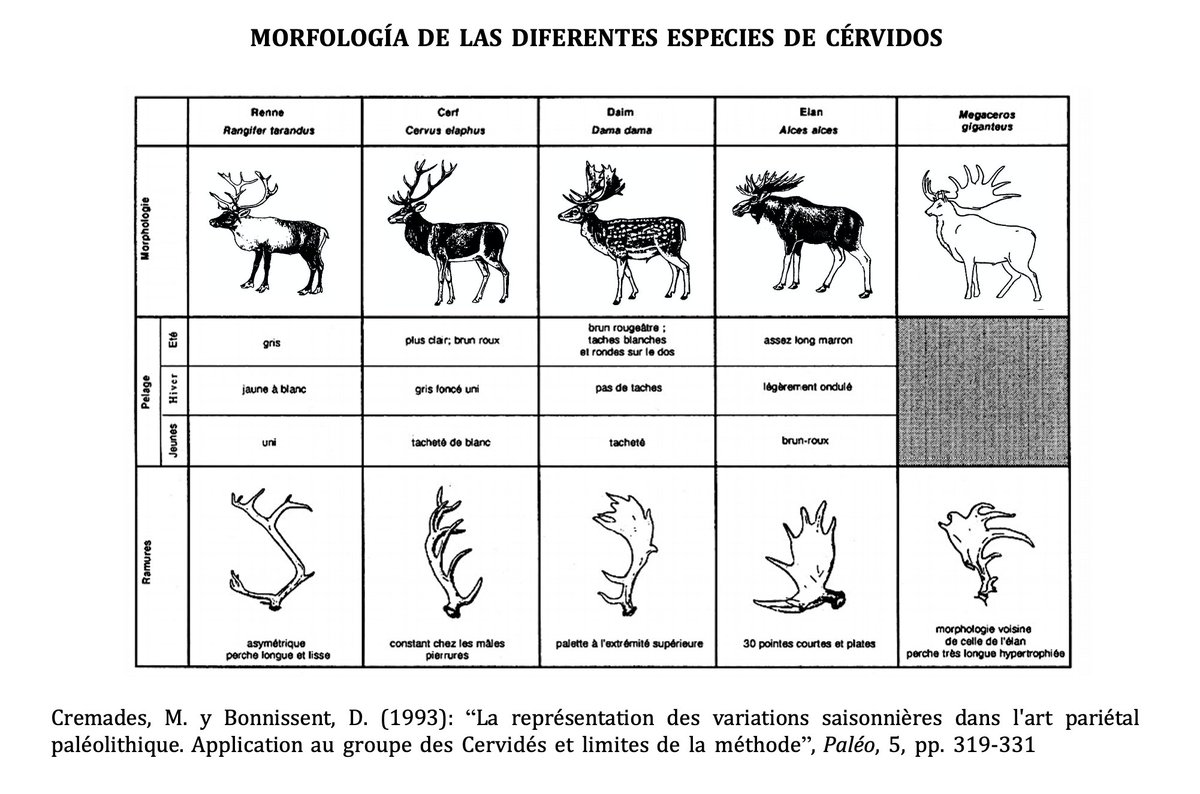 El Cervus elaphus es fácil de confundir con cualquier otro Cervidae, como el gamo o el reno . La principal diferencia se encuentra en sus astas. En el caso del ciervo se tratan de cornamentas cilíndricas, muy desarrolladas y ligeramente curvadas 