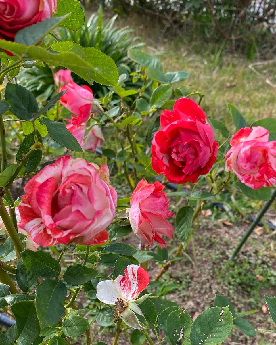 yukiusagiwhite's tweet photo. Medium, double (17-25 petals) bloom form.  Blooms in flushes throughout the season.       

Unnamed Seeding × Unnamed Seeding 

#nature #flowers #roses #rozen #orangesplash #blumen #fiori #fleurs #цветок https://t.co/BPjsfl0Hfy
