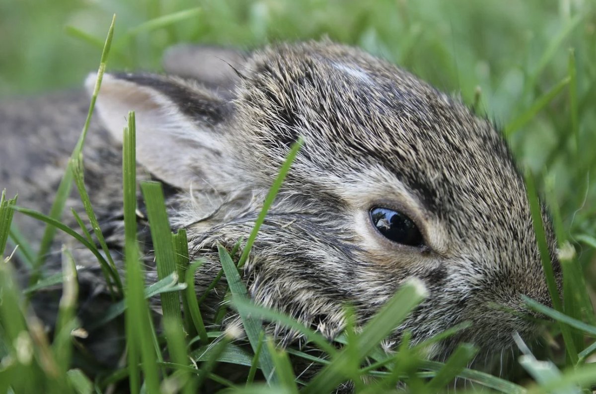 Daily_Bunnies's tweet photo. https://t.co/73dnU0Elx9