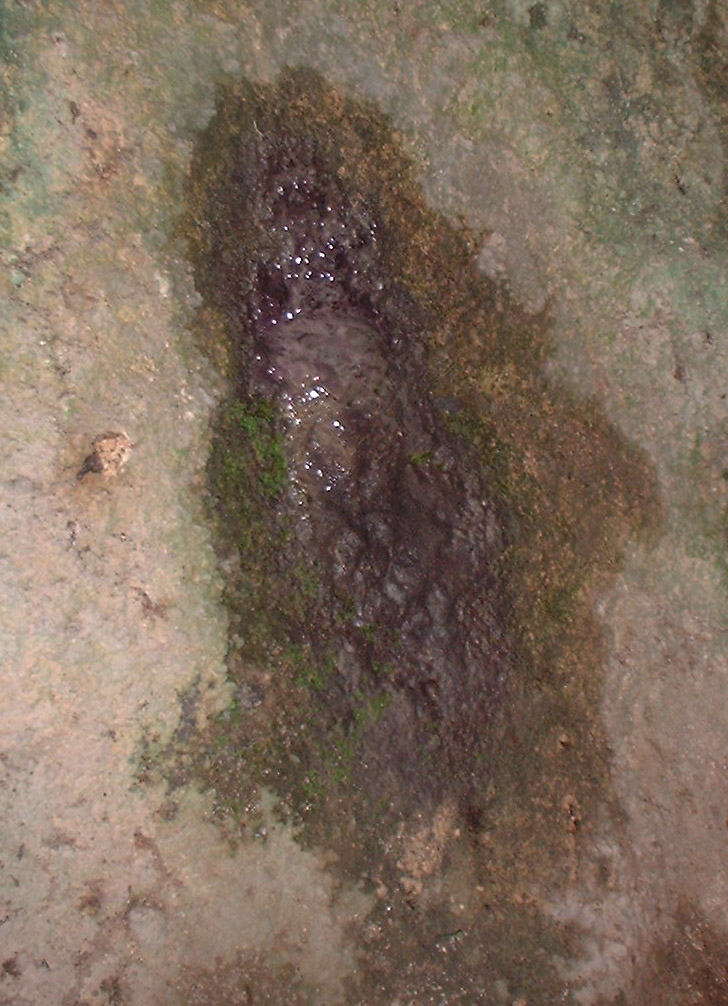 Cesarbuenrostro's tweet photo. Cuando comencé a recopilar "Apariciones Guadalupanas" caí en cuenta que muchas tienen el patrón que se repite mucho en la naturaleza "fractales" esto sumado a la fe y la "pareidolia" multiplicaba los avistamientos pero la de la charola  de pan  (Foto 3) sin duda da que pensar. https://t.co/i9QH1eTvWj