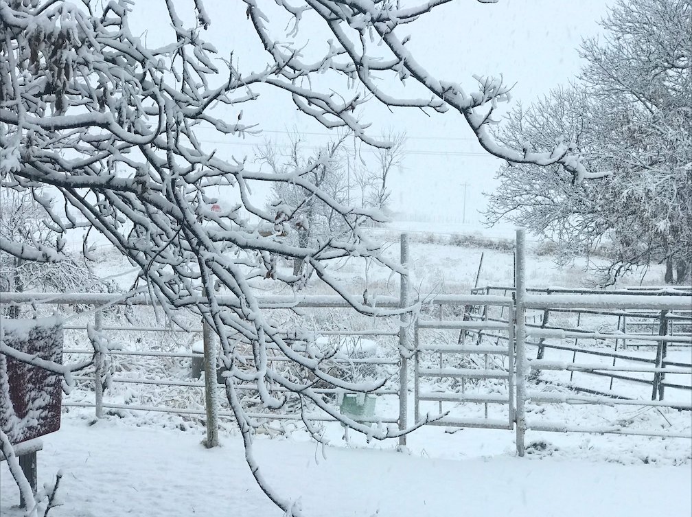 ct_tech's tweet photo. Waking in a Winter Wonderland. Here's the view that greeted one CTTC fan outside her back door this morning. We'd love to see photos of how the snow transformed your world too! Kids, dogs, snowmen and all things adorable also welcome!
#allisbeautifulinCTTCland
#postyourphotoshere https://t.co/UcZ83d8FNc