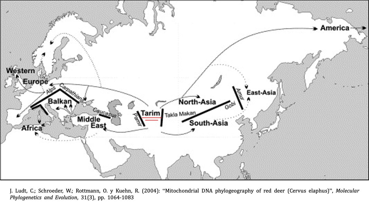 Un estudio genético muestra que el origen de esta especie se dio en Asia central , separándose las formas occidentales de las orientales hace siete millones de años. El ciervo común  que encontramos en el cantábrico aparece hace casi un millón de años 