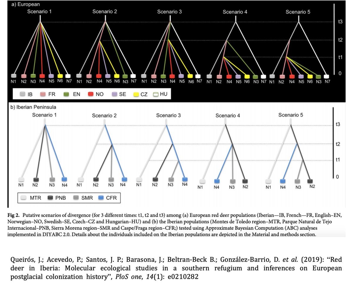 Otro estudio genético reciente  indica que la población de ciervos ibéricos se diferencia claramente de los europeos, una divergencia que se dio durante el Último Máximo Glacial . Además, ¡han conseguido identificar cinco sublinajes mitocondriales en la península ibérica! 