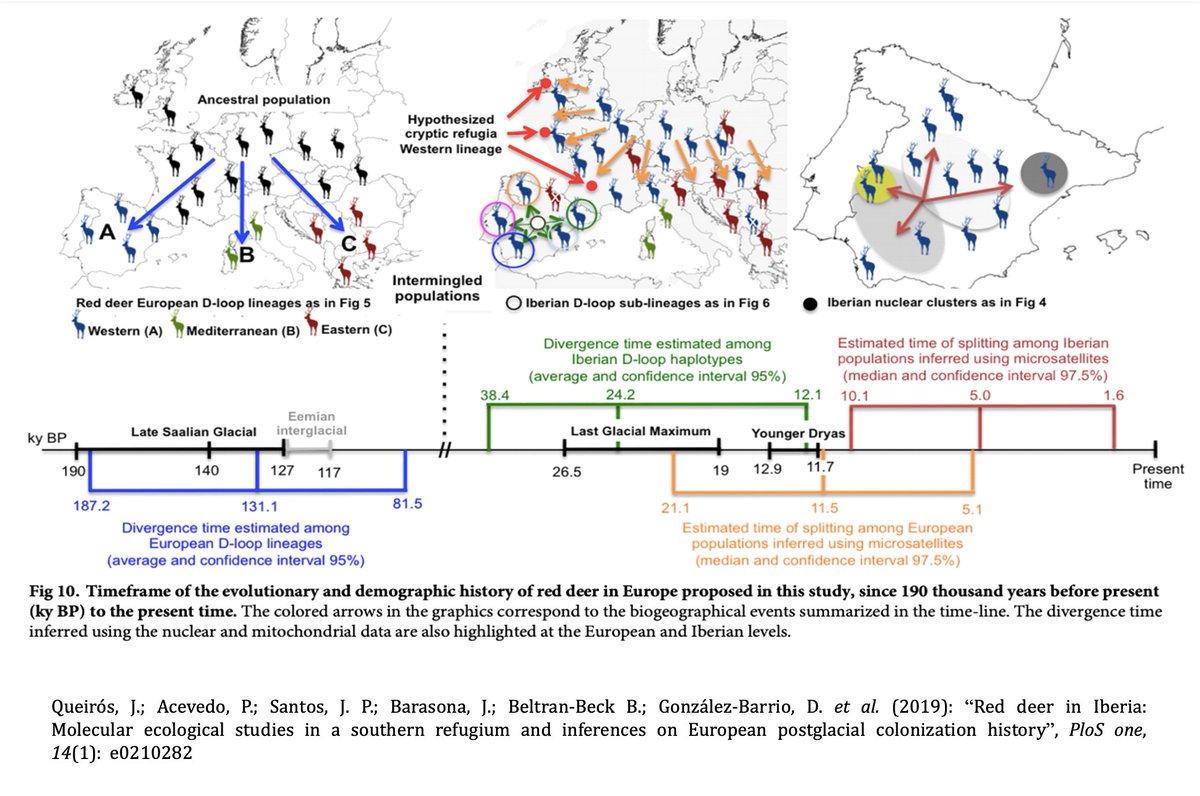 Otro estudio genético reciente  indica que la población de ciervos ibéricos se diferencia claramente de los europeos, una divergencia que se dio durante el Último Máximo Glacial . Además, ¡han conseguido identificar cinco sublinajes mitocondriales en la península ibérica! 