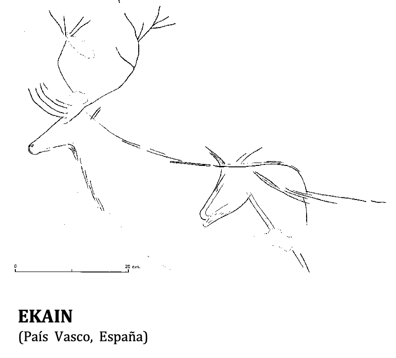 El hecho de que la cierva carezca de cornamentas  nos permite distinguirla del ciervo, rasgo que conocían bien los paleolíticos. Este dimorfismo sexual acentuado hace del Cervus elaphus la única especie en todo el arte paleolítico en la que podamos tener en cuenta su sexo 