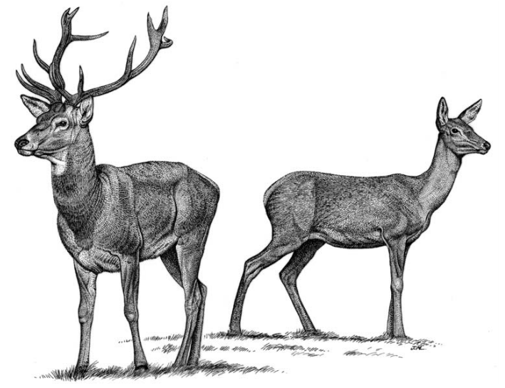 El hecho de que la cierva carezca de cornamentas  nos permite distinguirla del ciervo, rasgo que conocían bien los paleolíticos. Este dimorfismo sexual acentuado hace del Cervus elaphus la única especie en todo el arte paleolítico en la que podamos tener en cuenta su sexo 