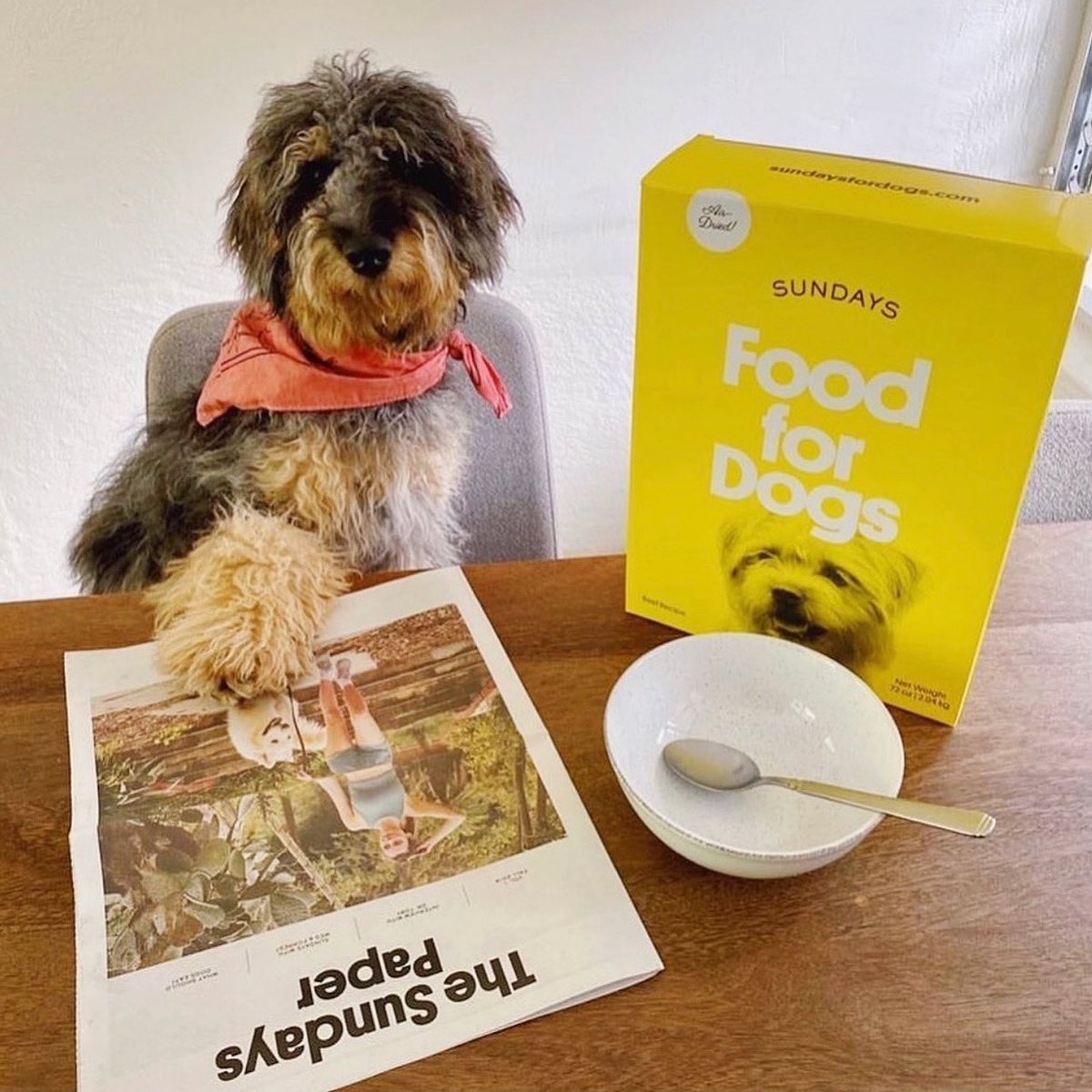 Every Sunday Blue likes to catch up on the news while snacking on a bowl of @sundaysfordogs. Check out sundaysfordogs.com/food to get your paws on a Sundays paper 💛🗞 with your firsr order!