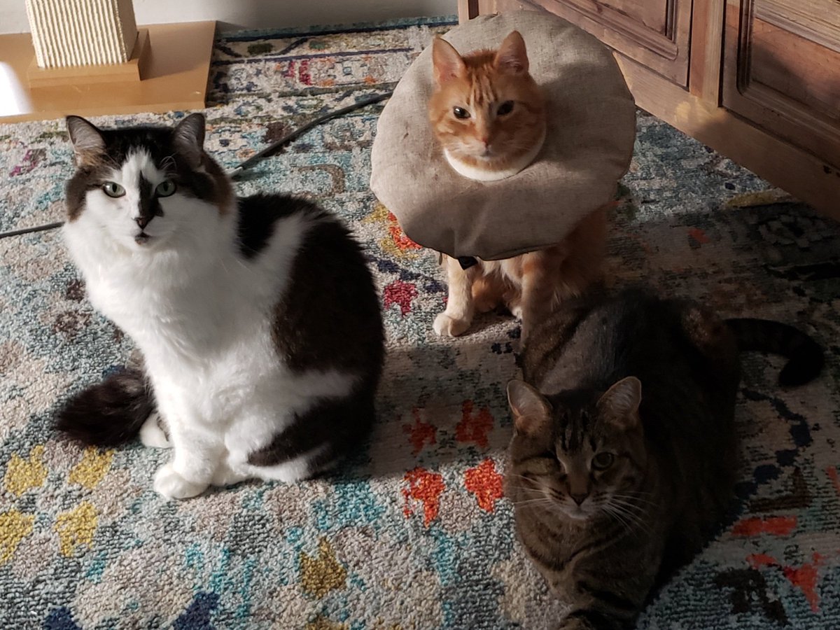 remygiz1's tweet image. 3 Hungry cats...