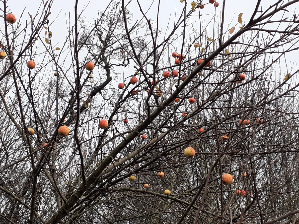 EildonRamblers's tweet photo. Who's been decorating the trees? Came across this apple tree, no leaves but still got apples walking by the #Tweed near #Melrose. One of the #joysofwalking - the unexpected! Hope you have some lovely surprises walking this week!
@RamblersGB @ramblersscot @WalkMagazine #Borders https://t.co/lMKO91EAmz