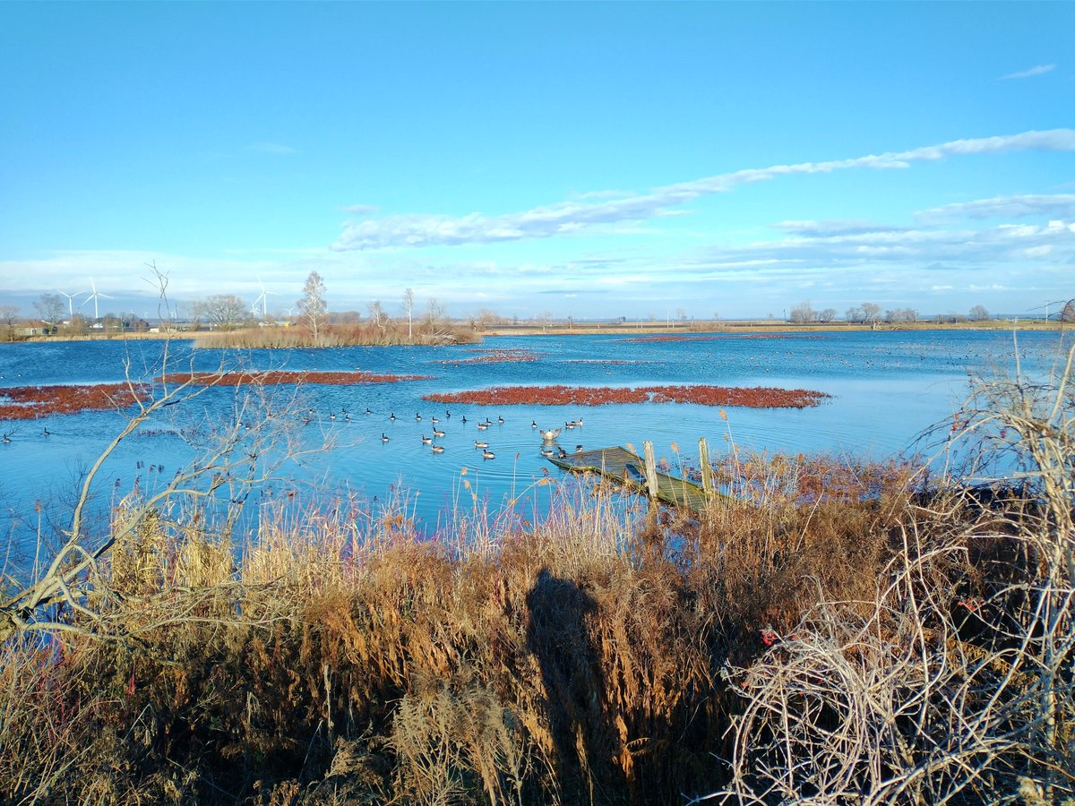 ilija_dimeski's tweet photo. Beautiful day to enjoy Lake Erie. This is at McGeachy Pond Conservation Area in Chatham-Kent. #BeautifulCK #ckont #CKToday #LivingCK @LivingCK https://t.co/LrfrgADxXm