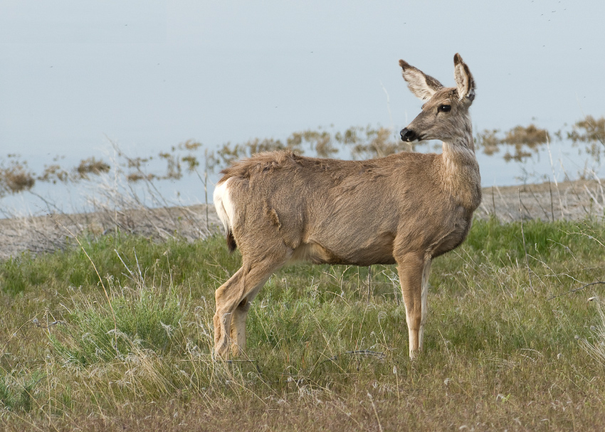 Aunque no es algo exclusivo de este animal, son numerosas las representaciones de ciervos y ciervas «retrospicentes»; es decir, mirando hacia atrás , así como en «visión frontal», mirando al espectador 