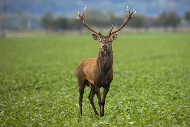 Aunque no es algo exclusivo de este animal, son numerosas las representaciones de ciervos y ciervas «retrospicentes»; es decir, mirando hacia atrás , así como en «visión frontal», mirando al espectador 