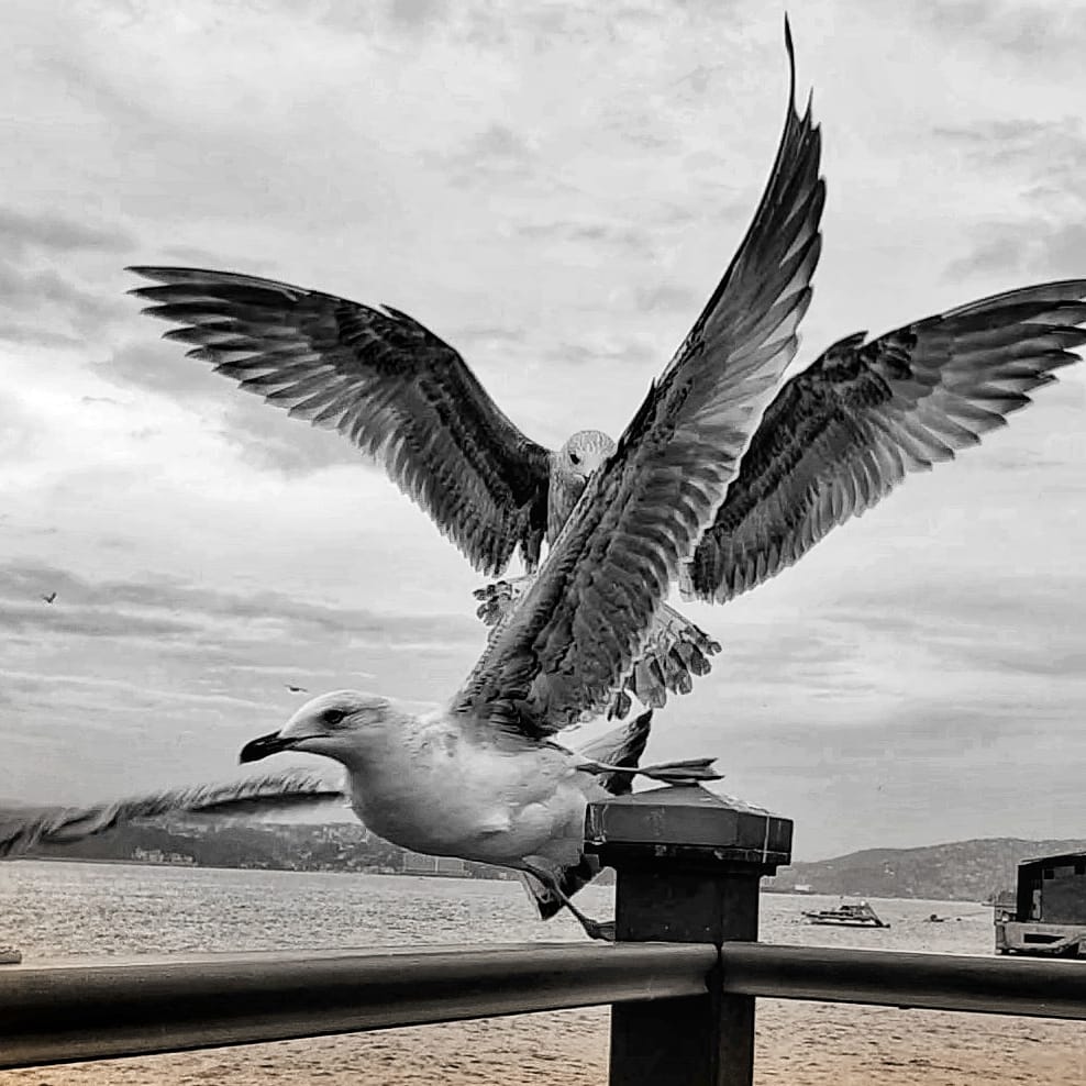 Martılar ki sokak çocuklarıdır denizin... #canyücel #İstanbul #beykoz