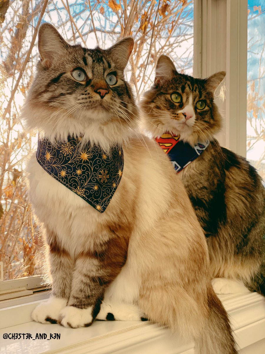 Happy Sunday Furrends!! #CatsOfTwitter #catsofinstagram