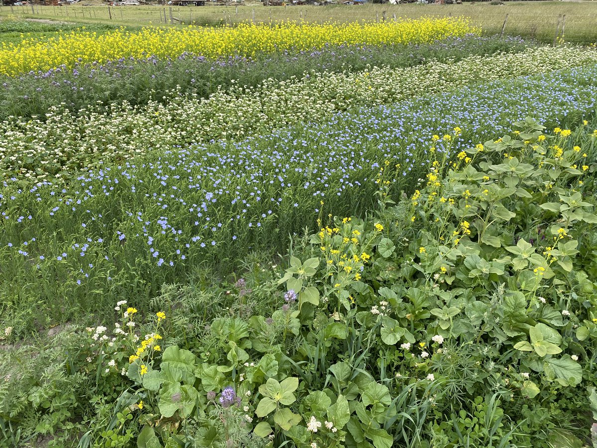 Just harvesting the multi species work to dig a little deeper into each species super powers. This harvest looking at yield and mineral content and botanical of our Marshdale beef unit diverse pasture farmlet mix sown at our research farm at lincoln <a href="/Agricom_NZ/">Agricom NZ</a>