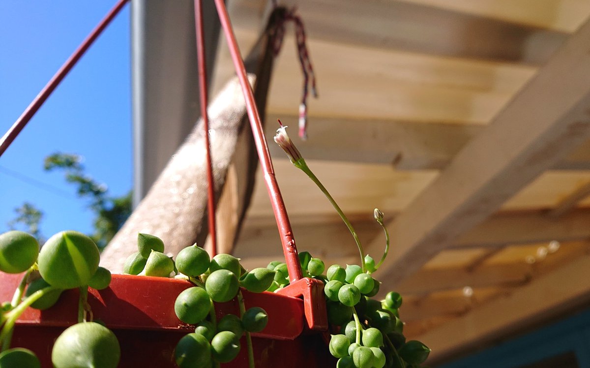 ろっきぃ 庭のグリーンネックレスが花をつけた 花言葉は 健やかな成長 青春の思い出 豊富