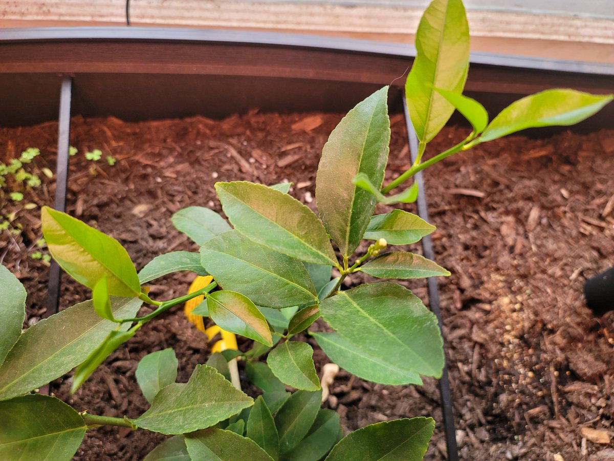 Now that our lemon tree seems to be cruising along and my 5th (!) attempt at planting mint alongside it seems to be popping up...the children have requested a dwarf avocado tree.How do I am explain that I am really not good at this? 
