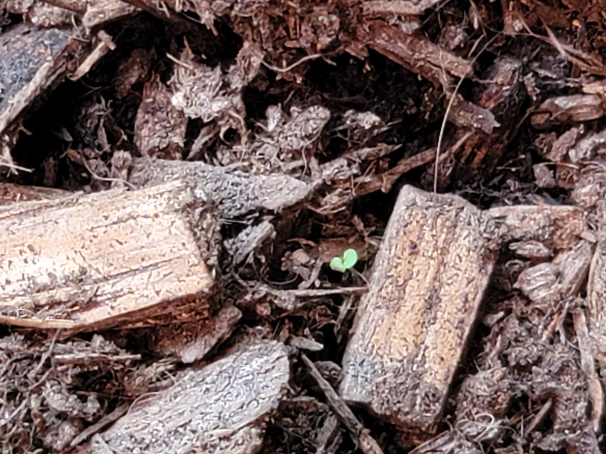 Now that our lemon tree seems to be cruising along and my 5th (!) attempt at planting mint alongside it seems to be popping up...the children have requested a dwarf avocado tree.How do I am explain that I am really not good at this? 