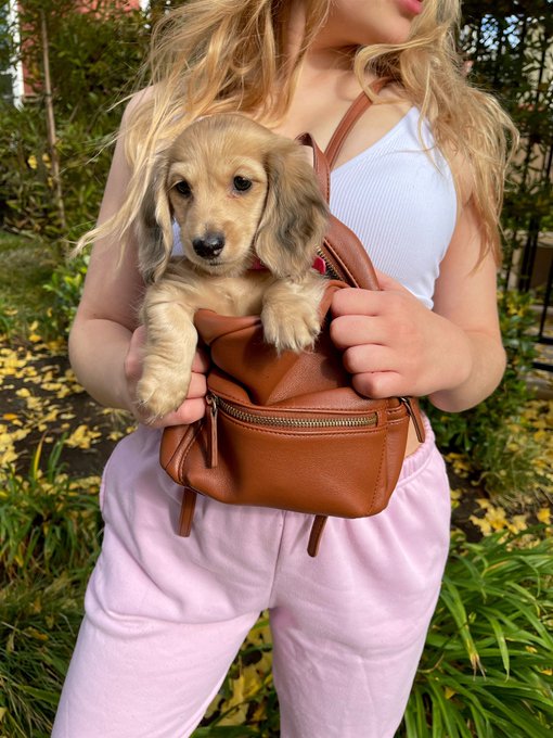 puppy love https://t.co/Gmxy6KWUak