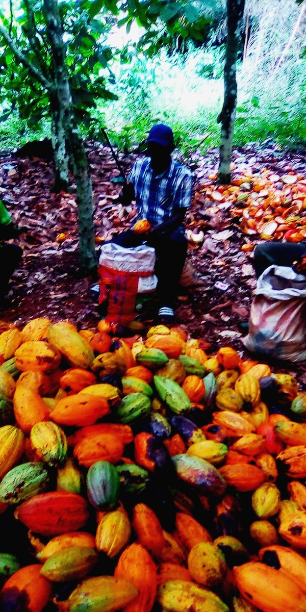 KonanMaxime10's tweet photo. Le riche planteur
@conseilkfekko 
@info_cacao 
@Chocolat_monde https://t.co/hgubv7NM2P