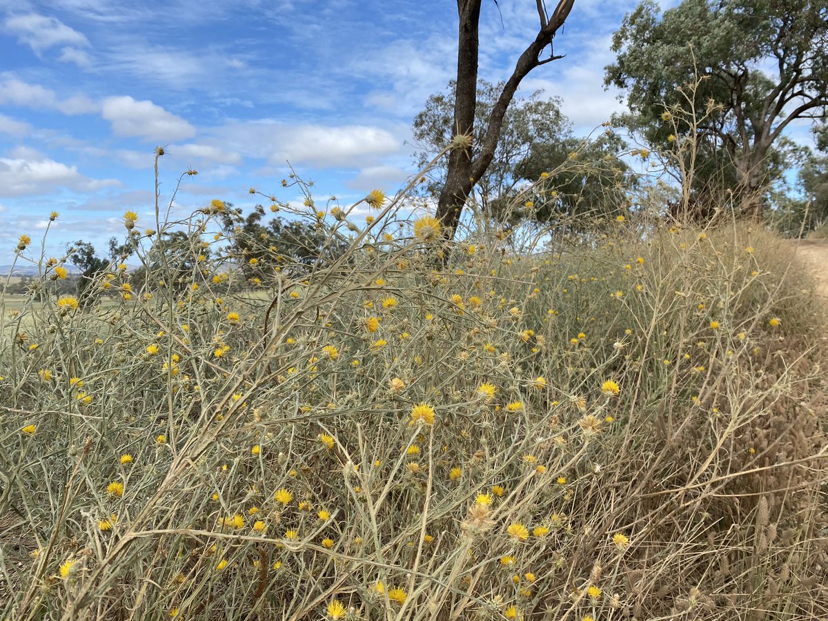 DvBusch's tweet photo. It’s been great to see rain! With rain comes growth, growth means bushfire hazard. Hazards need to be treated to reduce risks. #bushfiremitigation #knowyourrisk https://t.co/rHlBMwnnSr