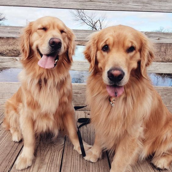 GoodDoginaBox's tweet photo. Happy Sunday everybody! https://t.co/wX6fk1J5KW