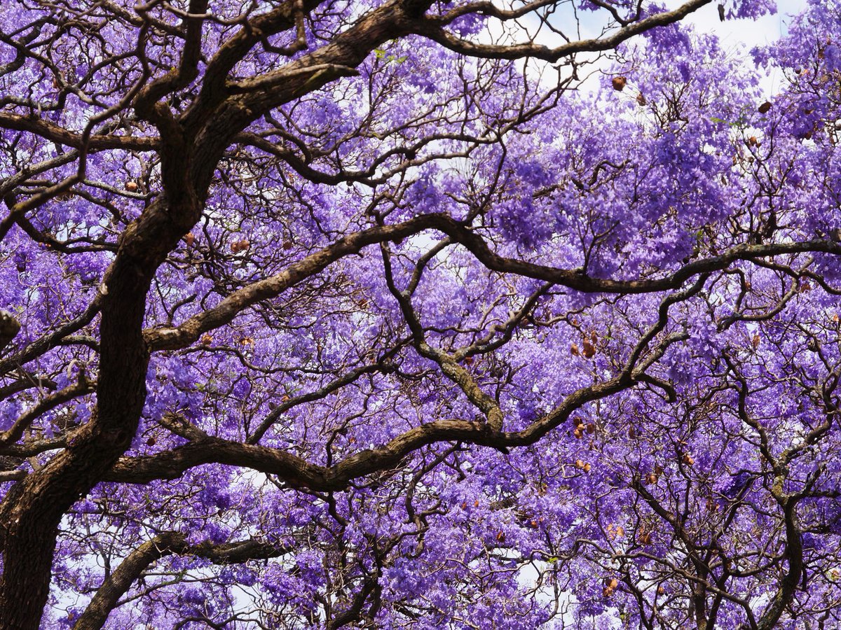 Jacaranda