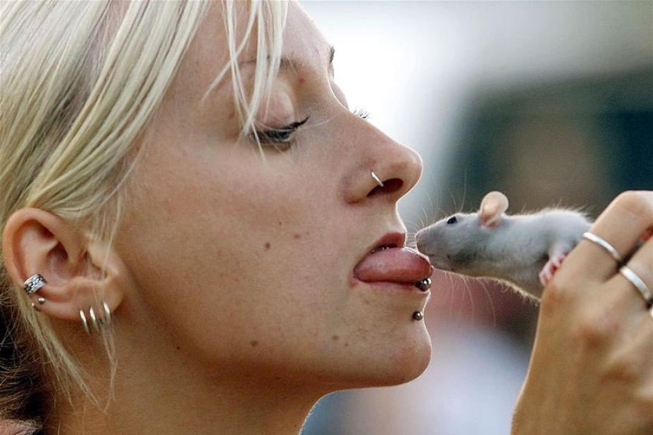 If the Black Plague was in 2020

Doctors: “Avoid rats”
People in the US: