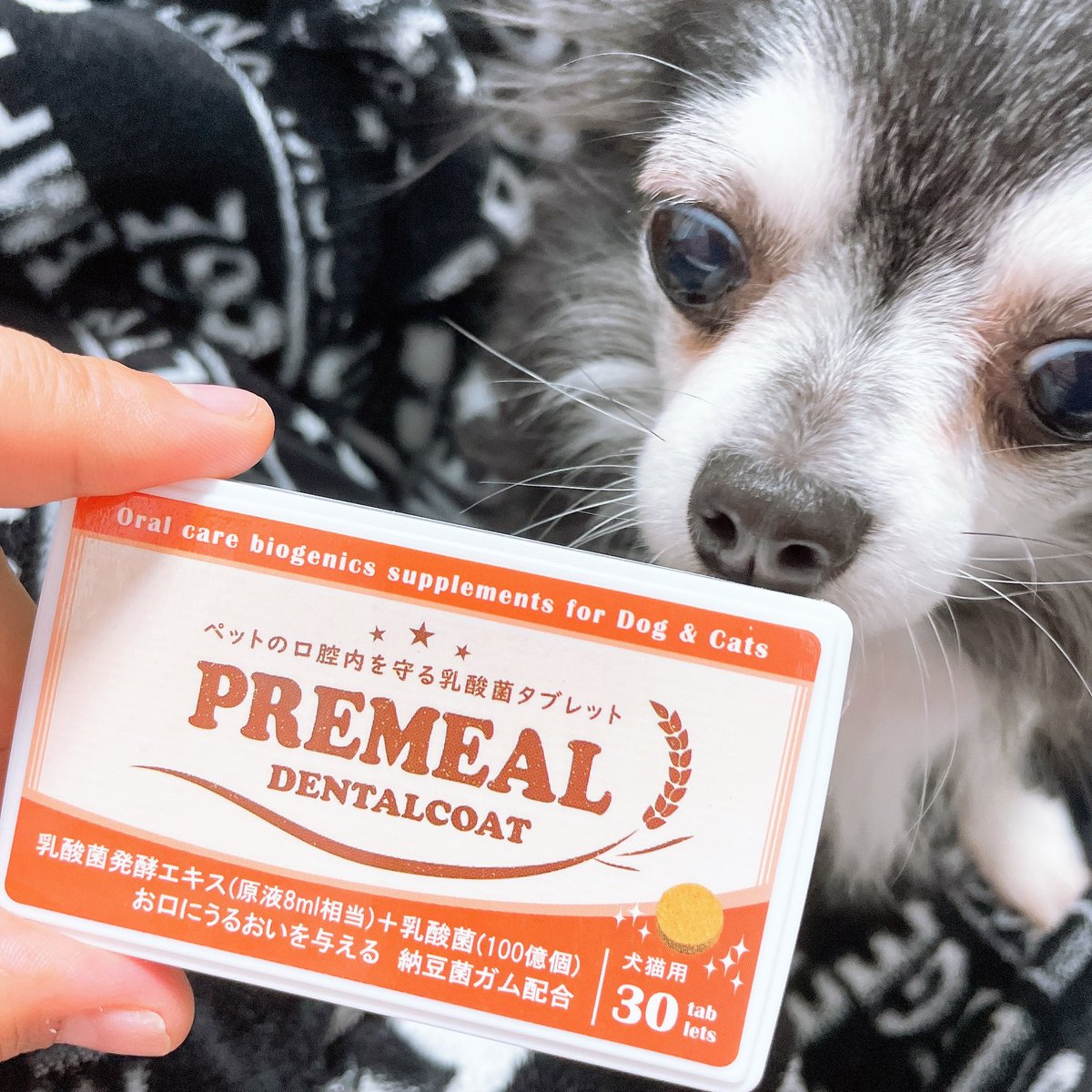 猫歯周病 Twitter Search