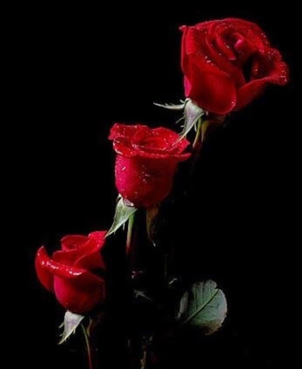 Uroojsayyami's tweet photo. #goodmorning #beautifulworld #lifeisblessing #save it #stayhome #Staysafe @fkkundi @Ali_F_Alizada @pontecorvoste @a_siab @OsmanSaifullahK @DanyalGilani @DrJavariaPHTF @javerias @DrMFaisal @ammaradurrani @HumairaYousafi @Malik_Sohale @AhmadJawadBTH https://t.co/wWOViYWDo0
