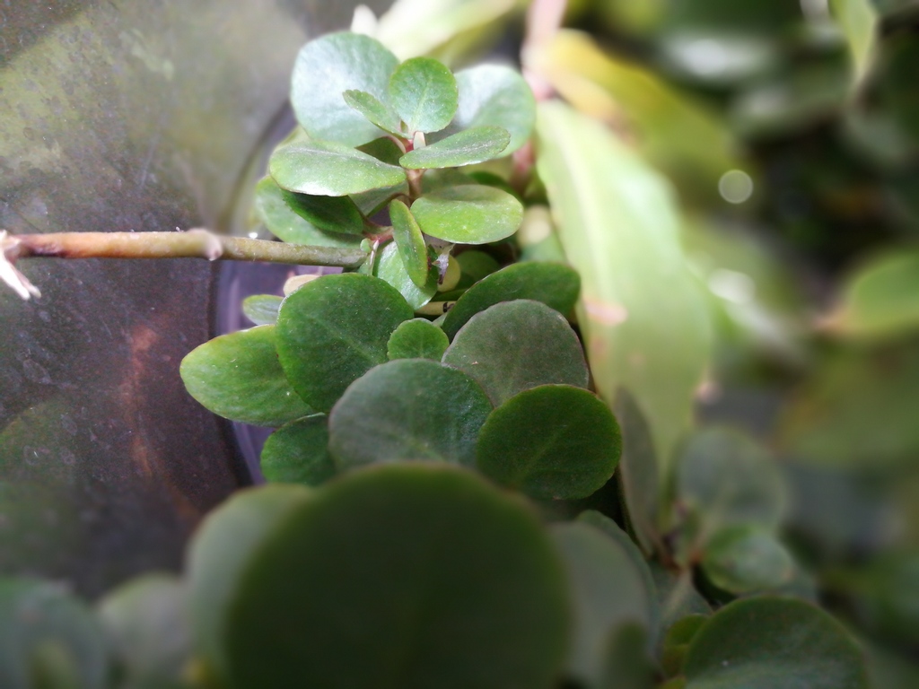 mnayeem's tweet photo. Random plant in the garden
#plantlover #plantbased #naturelovers #nature #helloplantlover #art #photography #craft #homedecor #plants #greenery #homegarden #gardenerinthemaking #naturephotography https://t.co/XxKCuQOZrI