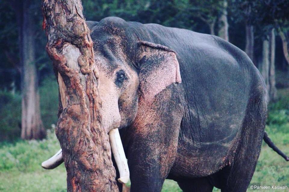 YashGhodake0772's tweet photo. Guess the animal trying to hide & I will tell you a secret !!
#ElefanteEs #forest #life https://t.co/tZ31tgrKQU