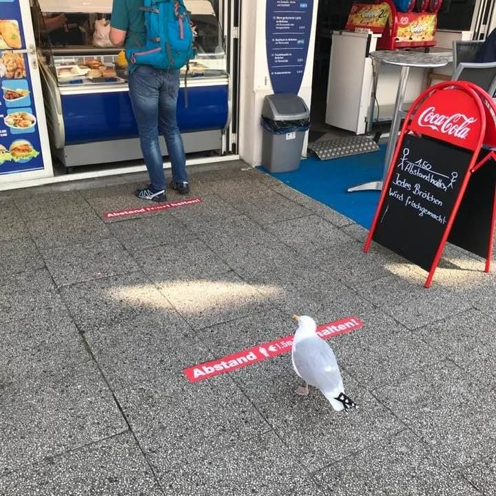 Even the birds are serious about this sh*t now... #COVID19