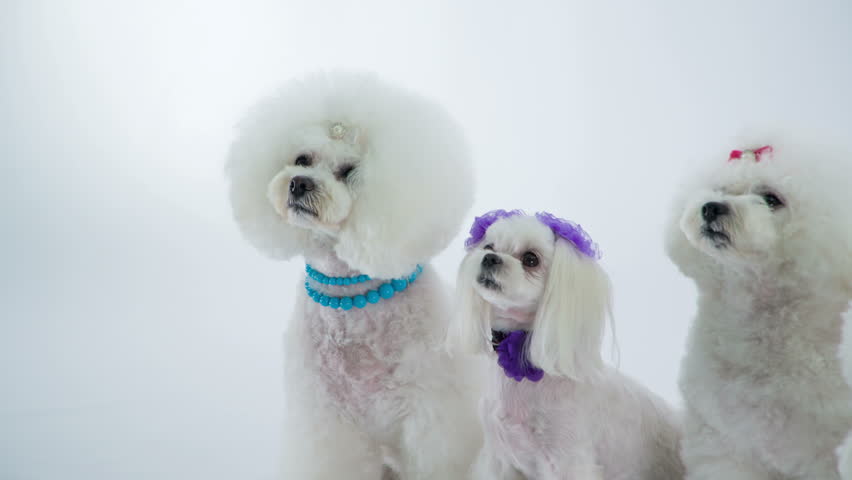 95Caddie's tweet photo. Cute White Puppies are Sitting Stock Footage :v
#likeforlike #follobackforfolloback #pets #animal #cute #challenge #adorable #Dog #SmartThings #StayHome #animallovers #adorablehome #sweetness #homesweethome #ChristmasIsComing #FunniestTweets https://t.co/VWjRUoZoxo