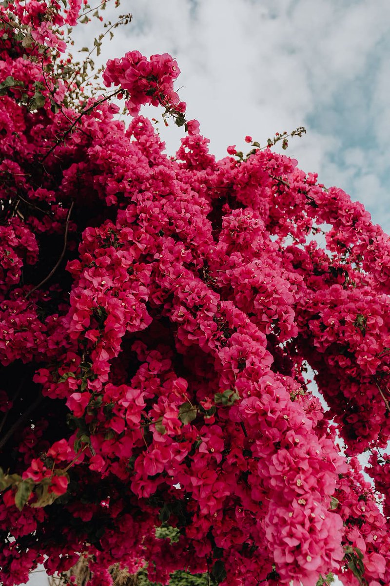 Starting off with Bougainvillea