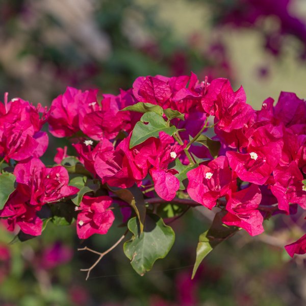 Starting off with Bougainvillea