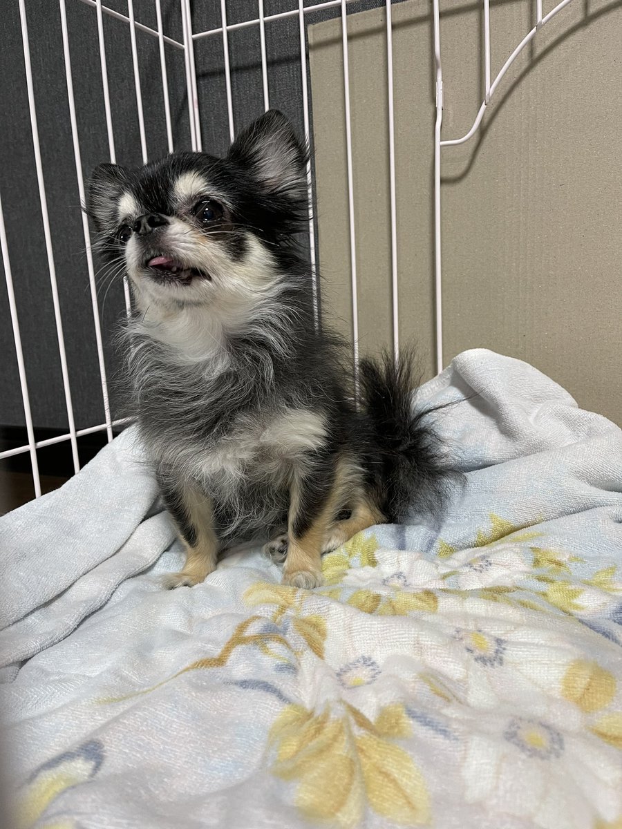 march_bk's tweet photo. チワワの迷い犬保護しています。
お心当たりのある方等、ご連絡頂ければと思います。
皆さんのお力をお借りできればと思います。

○日時
12月13日20時頃
○場所
千葉市若葉区千城台東4丁目周辺
○特徴
首輪、リード無し。
人懐っこく、大人しい子です。

#チワワ
#迷い犬 
#保護犬 
#拡散RT希望 https://t.co/apWu2lVmYv