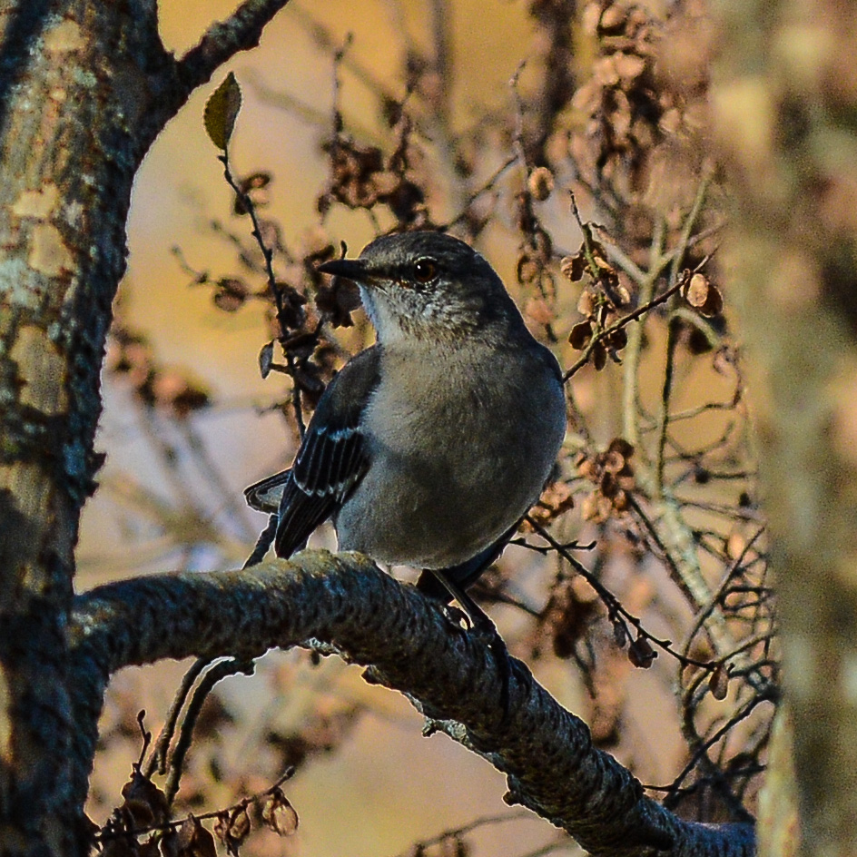 HankAllen's tweet image. Some birds from a nice December afternoon in north Alabama.