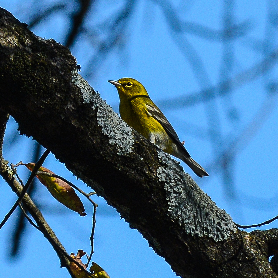 HankAllen's tweet image. Some birds from a nice December afternoon in north Alabama.