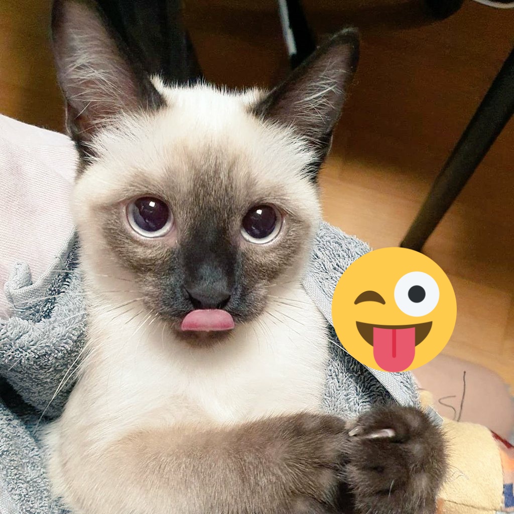 BellasRival's tweet photo. Saat hasil jepretan louis masih estetik di kamera dan terjaga segala keaibannya
@WayV_official
#HAPPYBIRTHDAYLOUIS
#HappyBirthdayLouisWAYV
#HAPPYLOUISDAY
#LOUIS
#LOUISBESTCAT
#LouisWayV
#WayV
#TEN𓃠
#LUCAS
#WINWIN
#XIAOJUN
#HENDERY
#YANGYANG
#KUN https://t.co/Sff10T7eN4