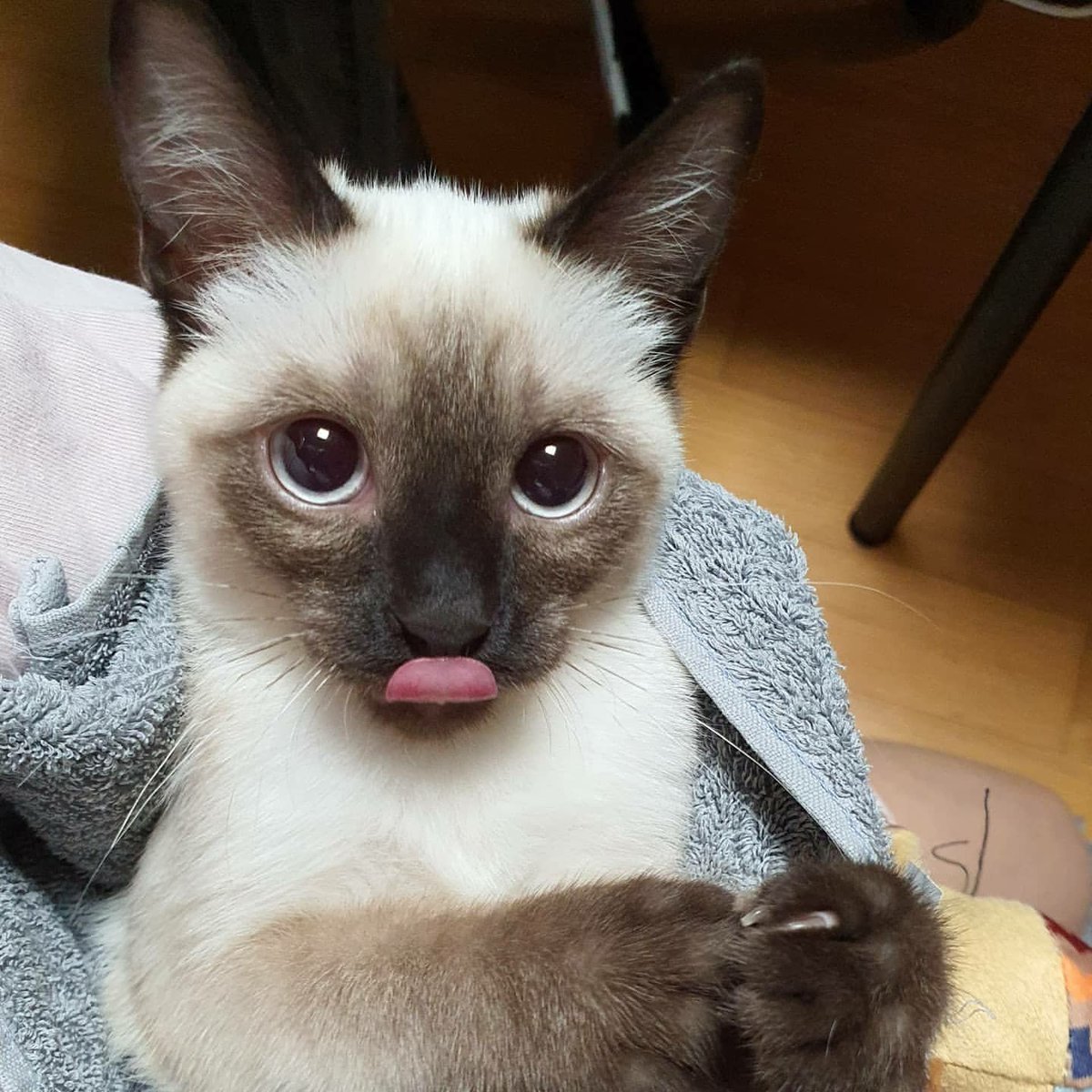callmeusy's tweet photo. Happy Birthday Louis😚😚 please don't be lazy and do some exercise☺️☺️ You are the oldest right? Please taking care of the younger members; Bella and Leon🥰
Don't get fight too much🤗 you guys are so sweet tho and cute💖
I love u❤️
#HAPPYLOUISDAY #LOUISBESTCAT #LouisWayV #LOUIS https://t.co/wrmr146Vh2