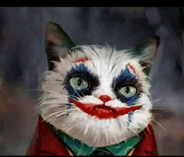 Concussion: Jaebeom is a cat