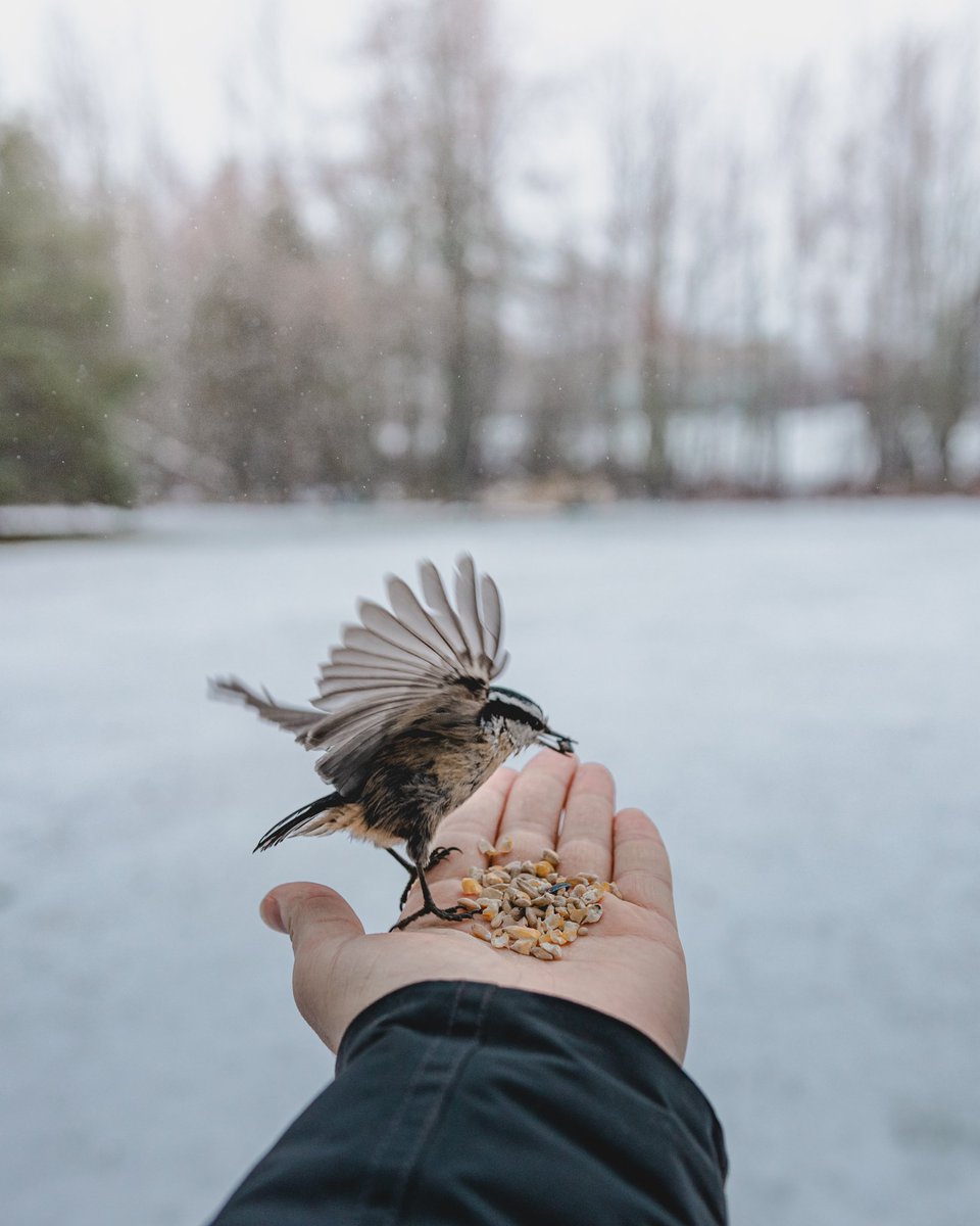 ryan8264's tweet photo. Red-breasted nuthatch 🐦☺️ https://t.co/FYVvVxVJTe