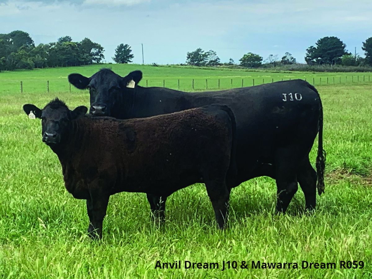 mawarrad's tweet photo. Mawarra Genetics Christmas 2020 Newsletter - https://t.co/9Q9IAZAWWY https://t.co/Afa5yaH3Hf