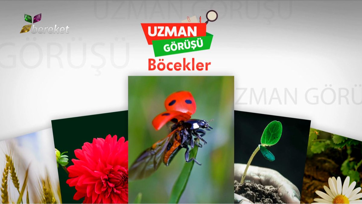 BereketTv's tweet image. 🟡 Uzman Görüşü - Tüm Böcekler Zararlı Mıdır?

🔴 İzlemek İçin Linki Tıklayın 👉 youtu.be/gEAujLujKZ0

#böcekler #uzmangörüşü